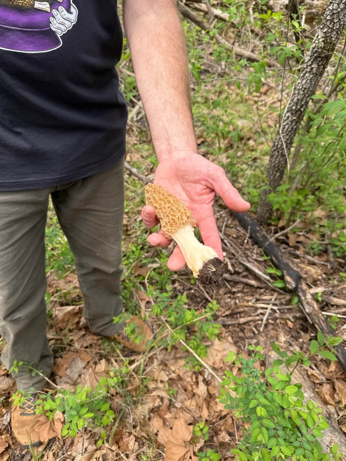 A freshly found morel mushroom held out on an open palm on the forest floor.