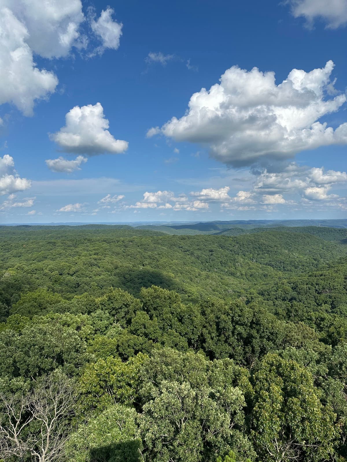 Unbroken green forest canopy rolling to the horizon under cumulus clouds.